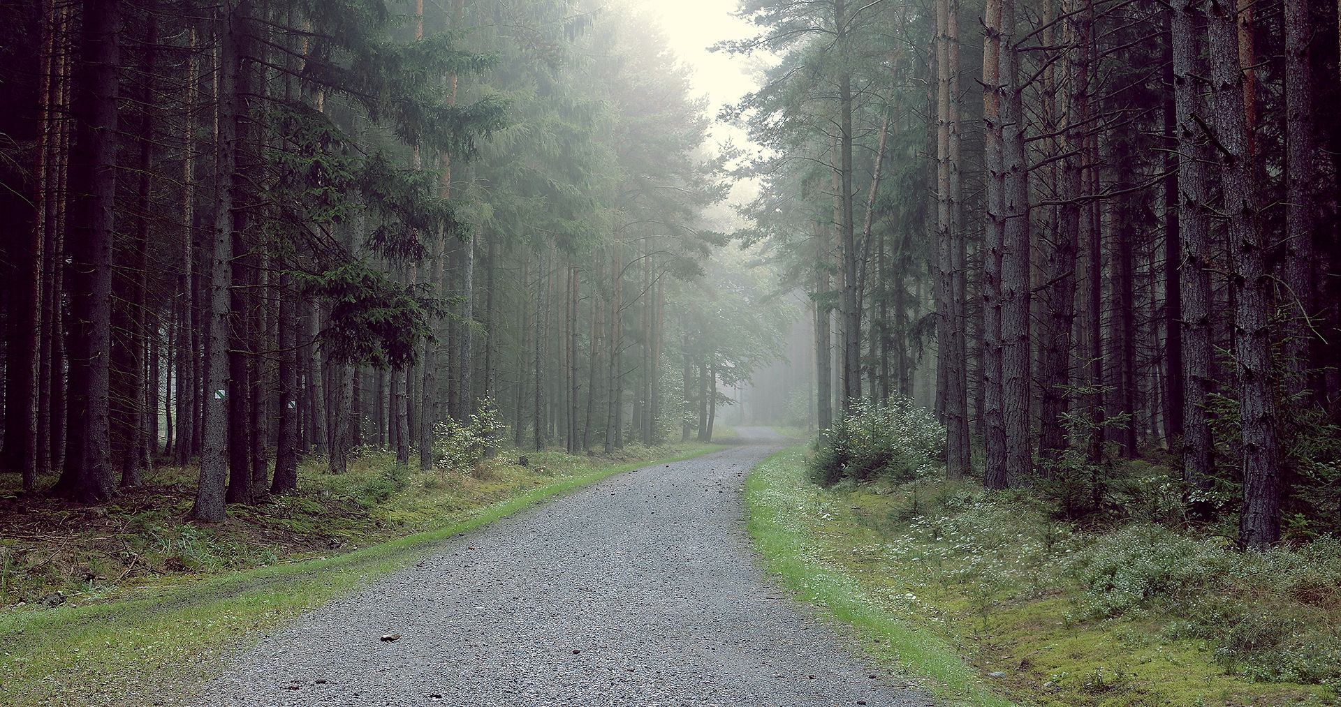 Forest path